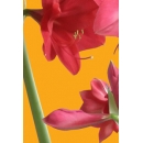 Plante N°27 Amaryllis rouge