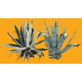 Shrub N°29 Agave