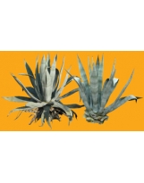 Shrub N°29 Agave