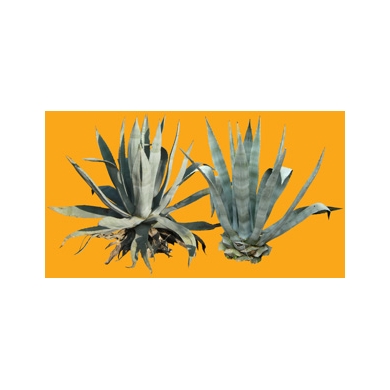 Shrub N°29 Agave