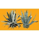 Shrub N°29 Agave