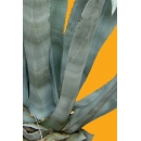 Shrub N°29 Agave