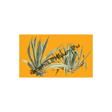 Shrub N°30 Agave bicolor