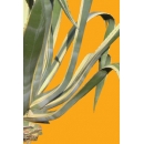 Shrub N°30 Agave bicolor