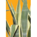 Shrub N°30 Agave bicolor