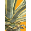 Plante N°30 Agave bicolore