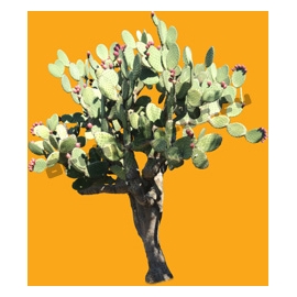 Shrub N°31 prickly pear