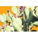 Shrub N°31 prickly pear