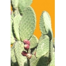 Shrub N°31 prickly pear