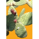 Shrub N°31 prickly pear