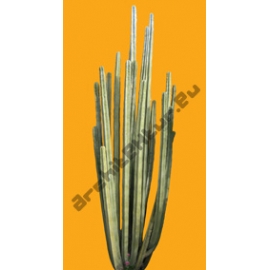 Plante N°32 Cactus