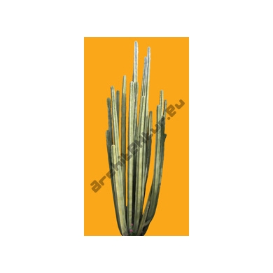 Plante N°32 Cactus