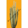 Shrub N°32 cactus