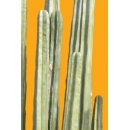 Shrub N°32 cactus