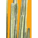 Shrub N°32 cactus