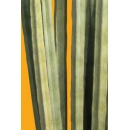 Shrub N°32 cactus