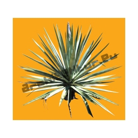 Shrub N°33 Yucca