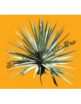 Shrub N°33 Yucca