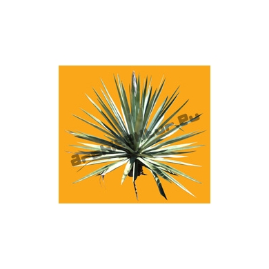 Shrub N°33 Yucca