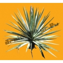 Shrub N°33 Yucca