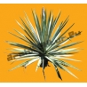 Plante N°33 Yucca