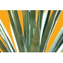 Shrub N°33 Yucca