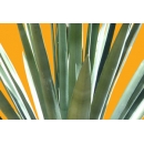 Plante N°33 Yucca