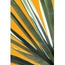 Plante N°33 Yucca