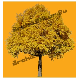 Arbre Ginkgo