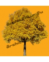 Arbre Ginkgo