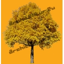 Ginko tree