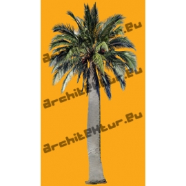 Palm Tree