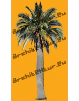 Palm Tree