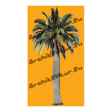 Palm Tree