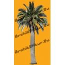 Palm Tree