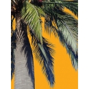 Palm Tree