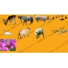 Pack : 9 Animals HQ