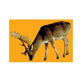 Cerf N°01