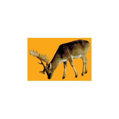 Cerf N°01