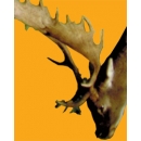 Cerf N°01