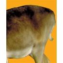 Cerf N°01