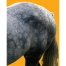 Horse N°01