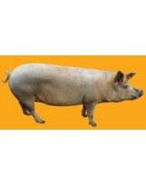 Pig N°01