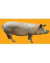 Cochon N°01