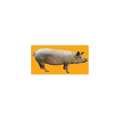 Pig N°01