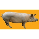 Cochon N°01