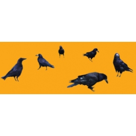 Crows