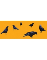 Crows