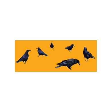 Crows