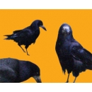 Crows